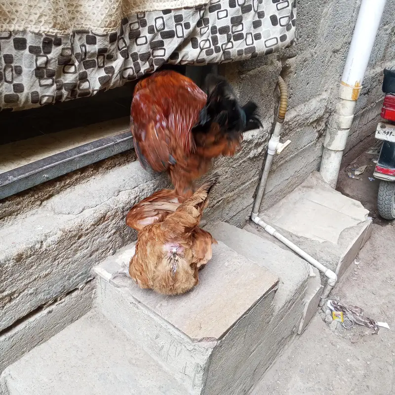 Desi murgi Andy wali — photo 2