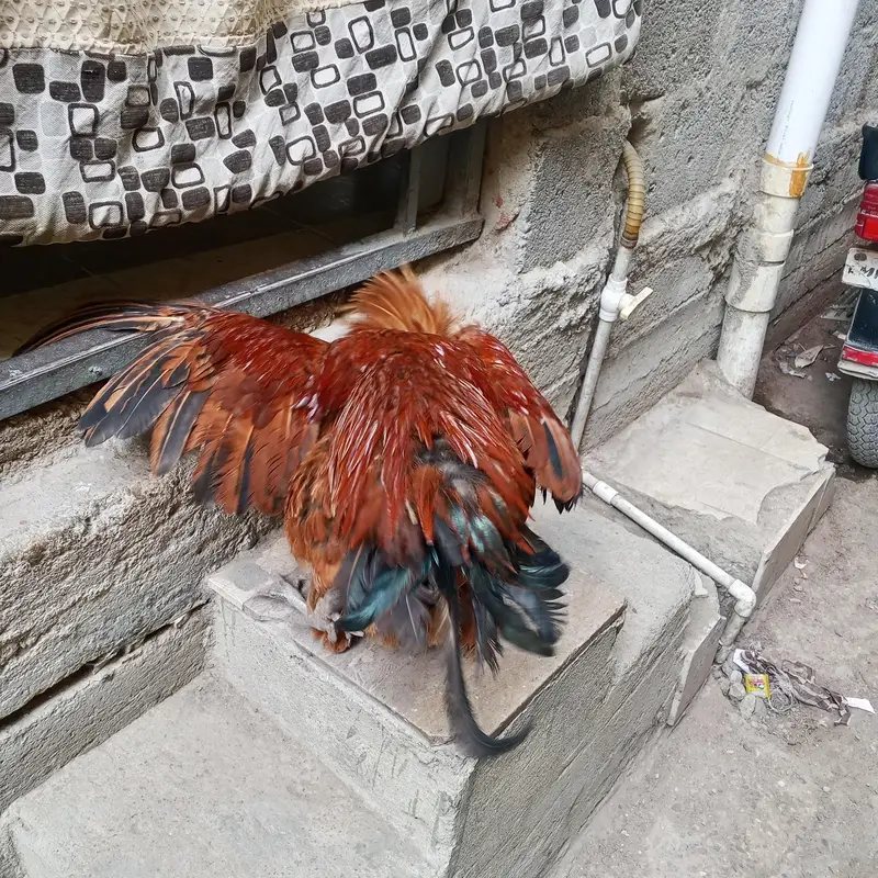 Desi murgi Andy wali — photo 3