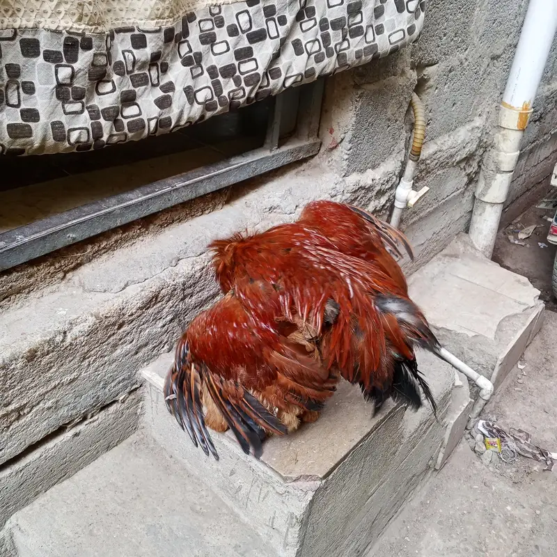 Desi murgi Andy wali — photo 5