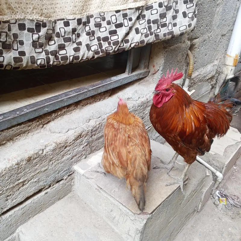 Desi murgi Andy wali — photo 6