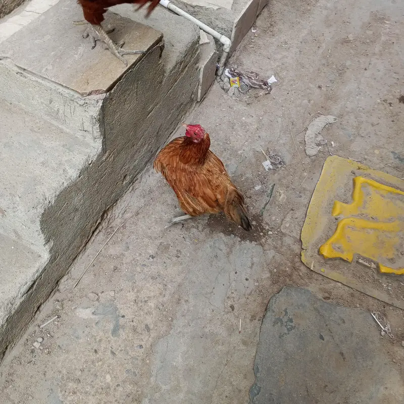 Desi murgi Andy wali — photo 7