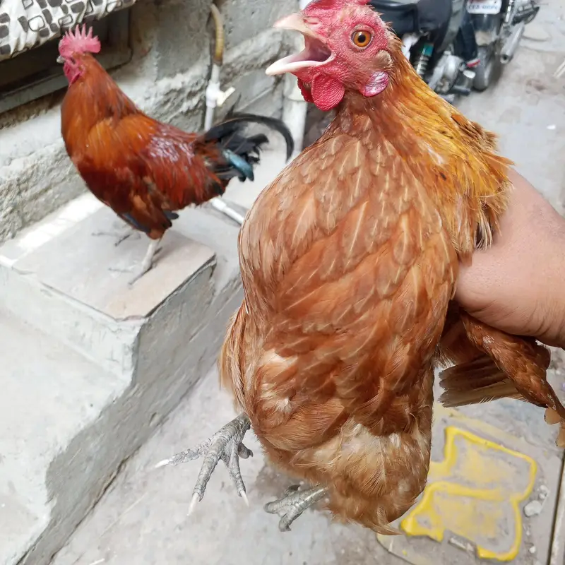 Desi murgi Andy wali — photo 8