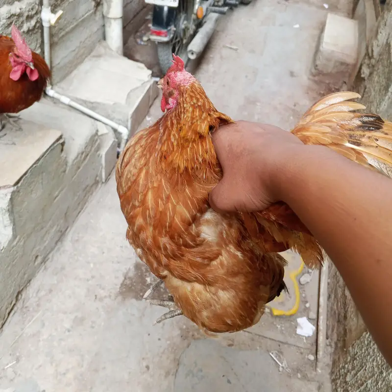 Desi murgi Andy wali — photo 9