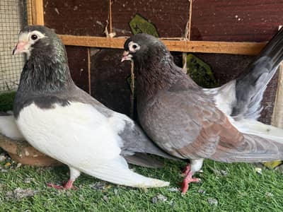 Khaal lal band chap with chick pair