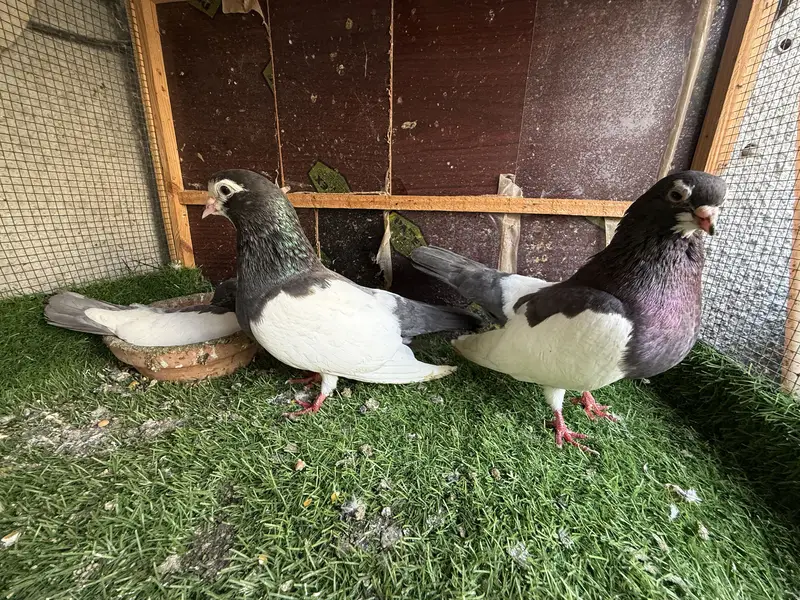 Khaal lal band chap with chick pair — photo 2