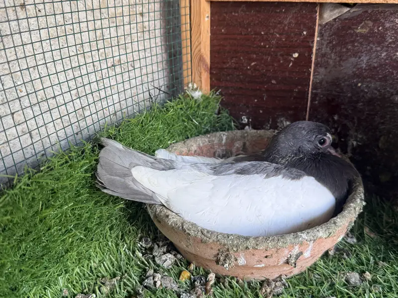 Khaal lal band chap with chick pair — photo 3