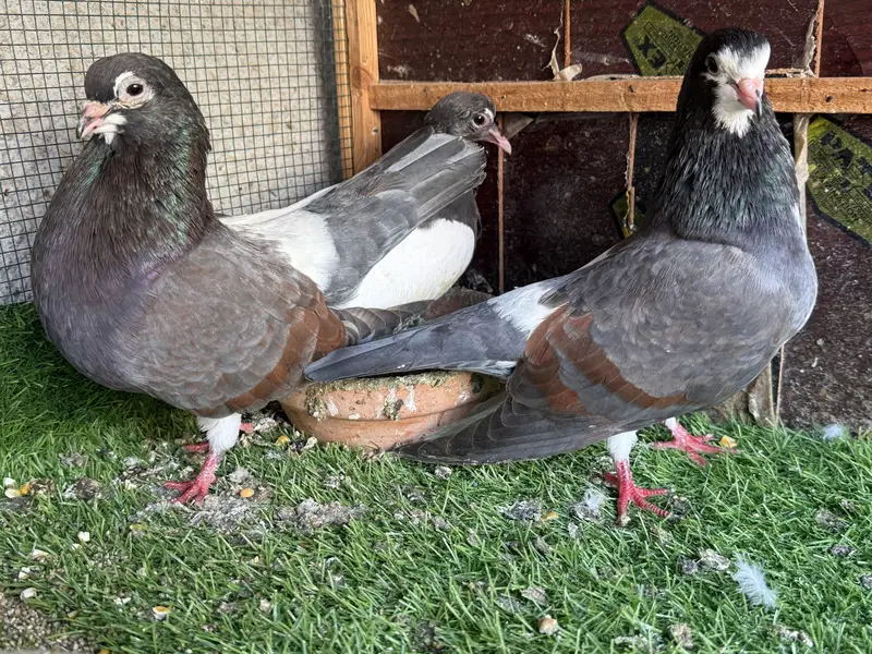 Khaal lal band chap with chick pair — photo 4