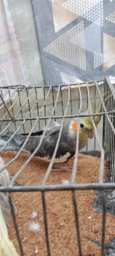 garay male and perl peid female