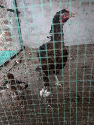 Sindhi Aseel Murghi Or Sath 5 Bache For Sale.