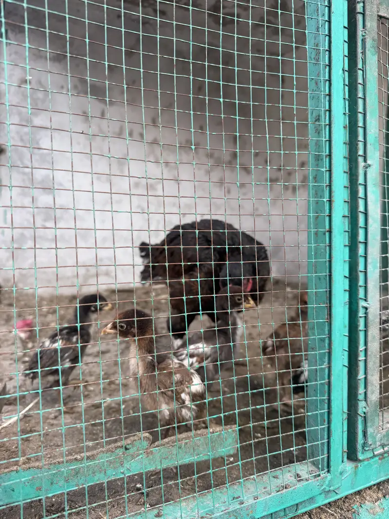 Sindhi Aseel Murghi Or Sath 5 Bache For Sale. — photo 4
