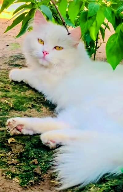 Pure White Persian Triple Coat Punch Face Male - Yellow Eyes