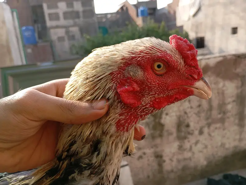 lakha aseel pair — photo 2