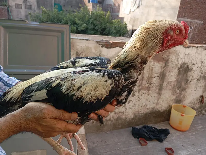 lakha aseel pair — photo 3