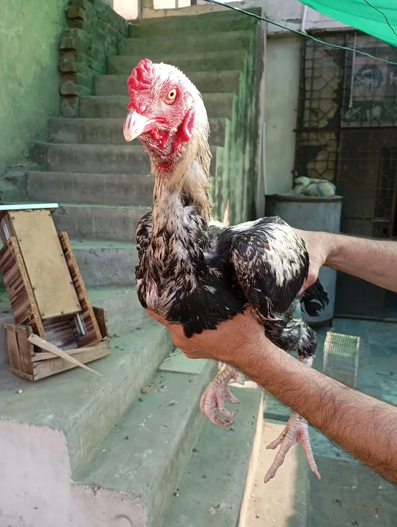 lakha aseel pair — photo 4