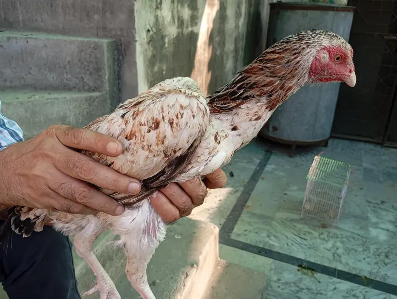 lakha aseel pair — photo 6