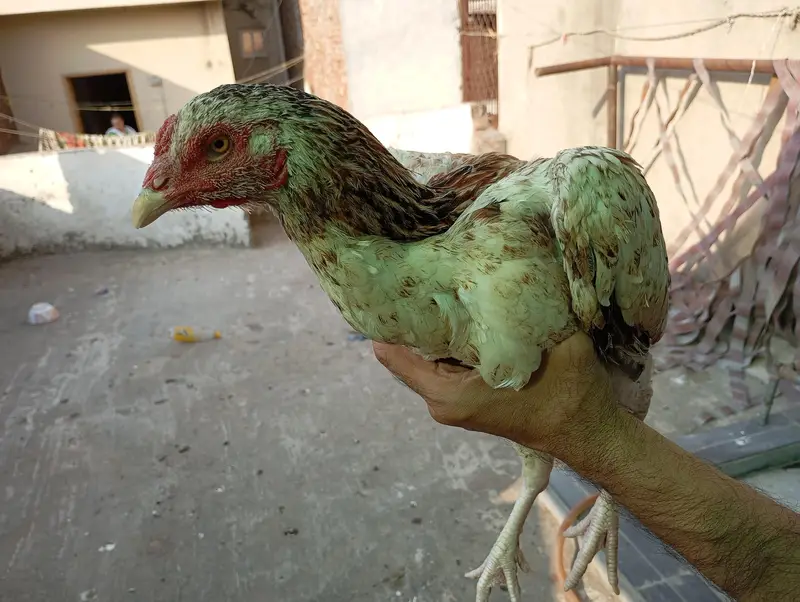 lakha aseel pair — photo 7