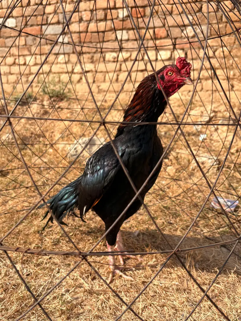 Aseel mianwali — photo 2