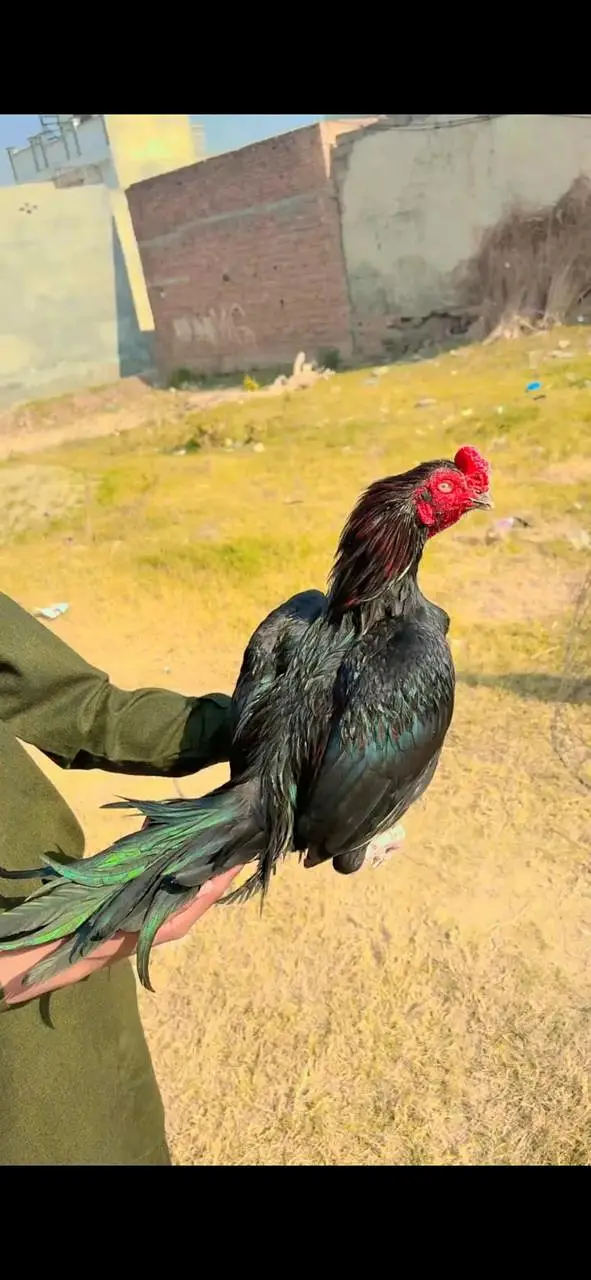 Aseel mianwali — photo 4