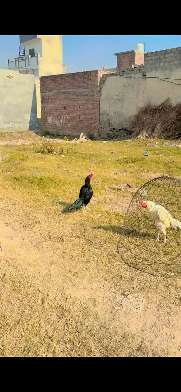 Aseel mianwali — photo 6