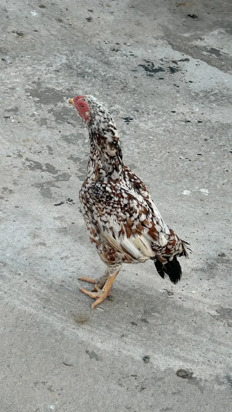 Aseel mianwali — photo 8