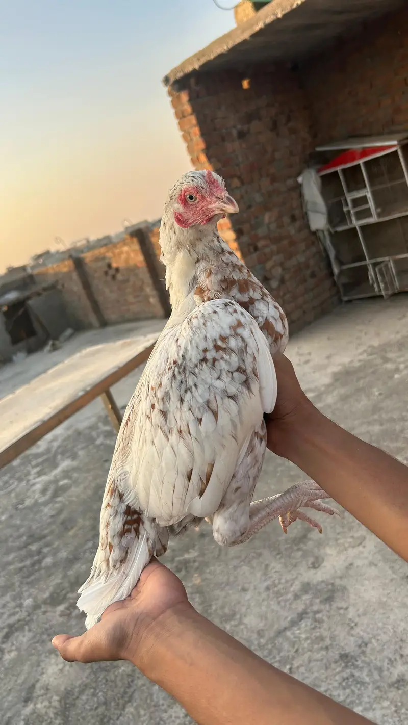 Aseel mianwali — photo 9