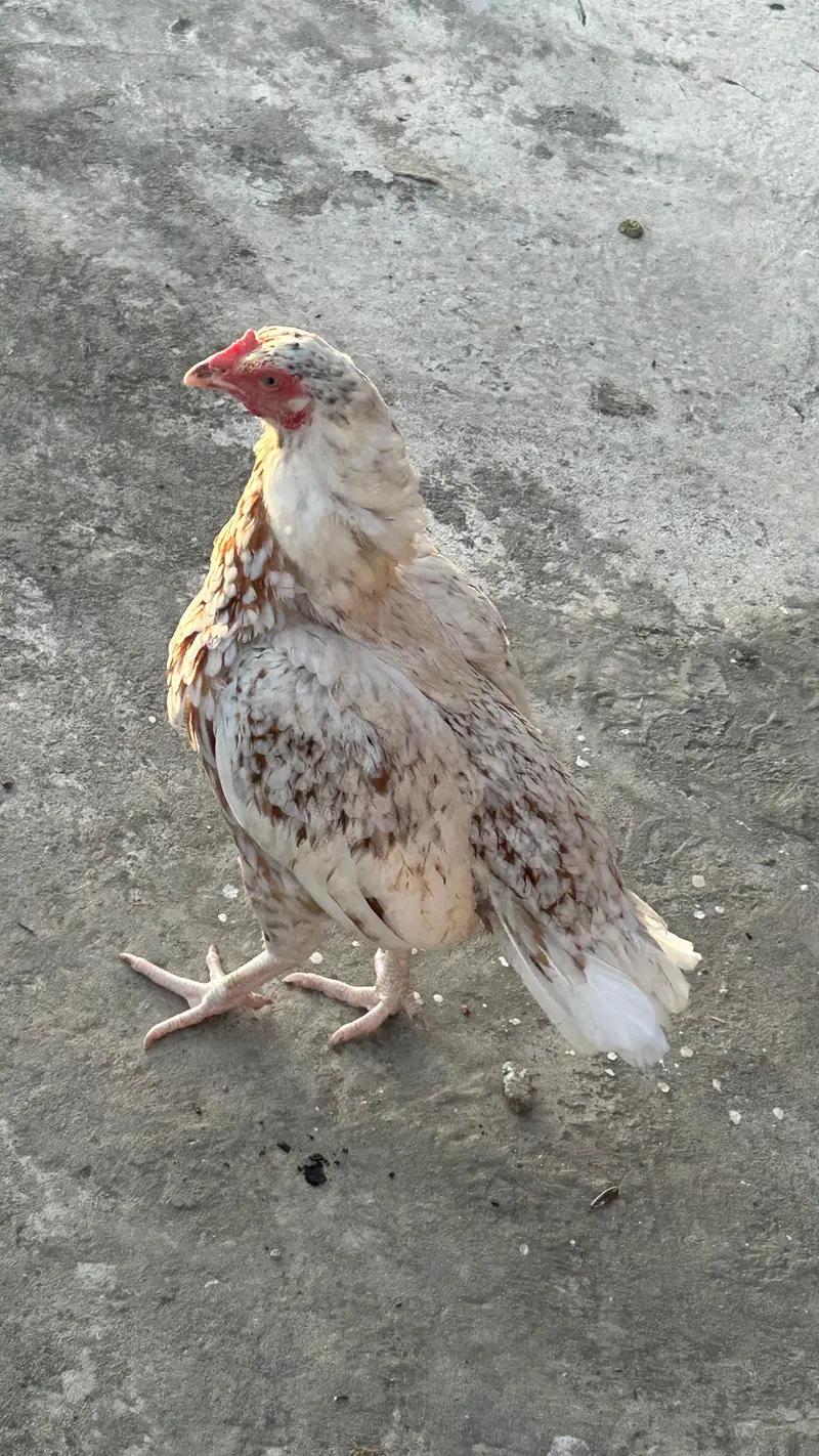 Aseel mianwali — photo 10