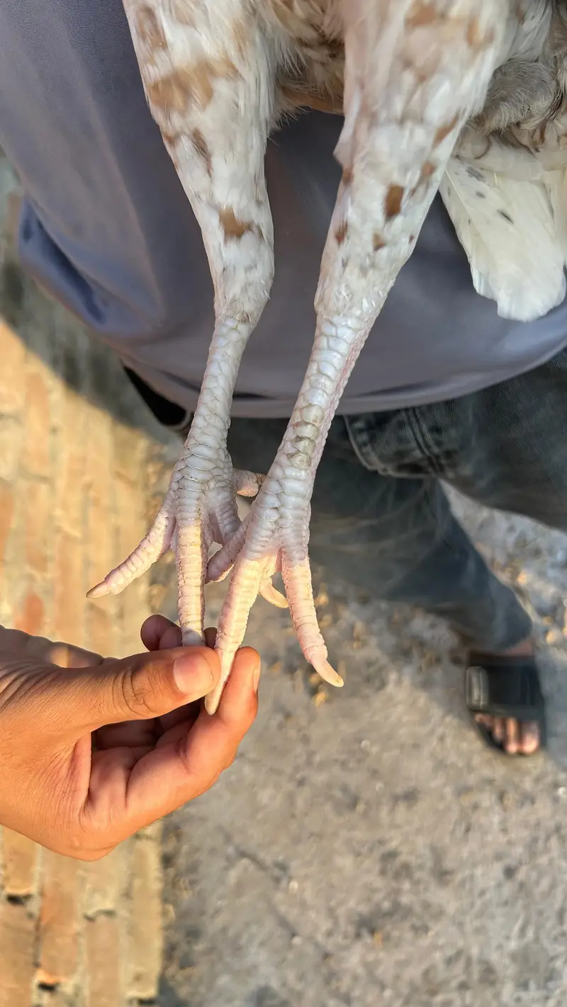 Aseel mianwali — photo 12