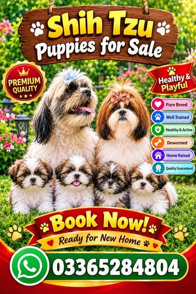 Pure shihtzu pupps