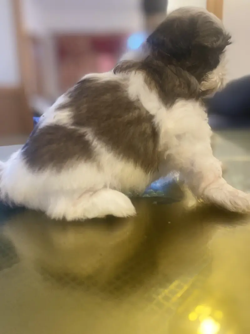 Pure shihtzu pupps — photo 2