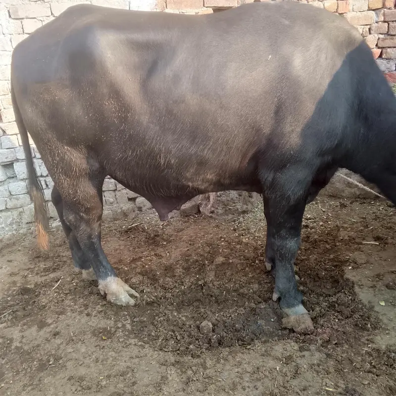 black bhains — photo 4