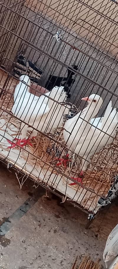 malties breadr pair for sale