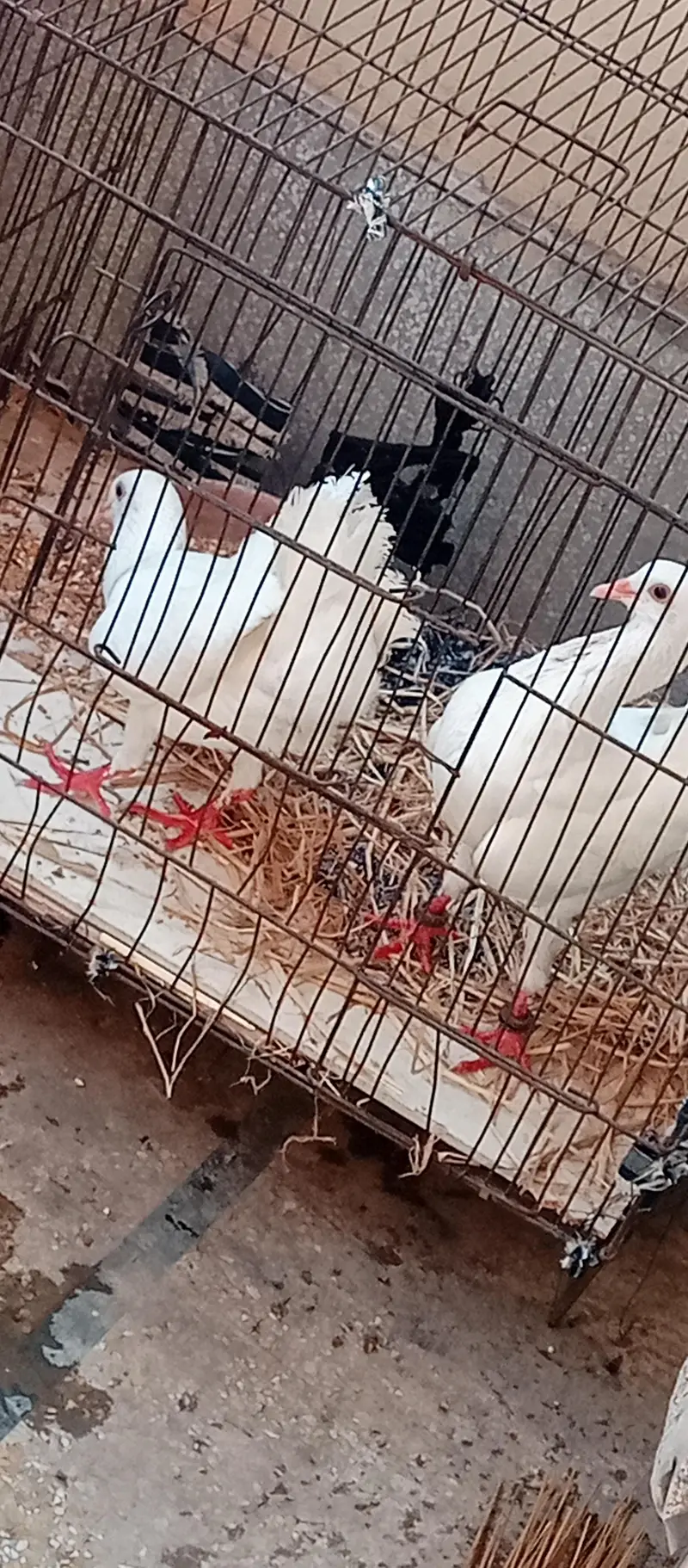 malties breadr pair for sale — photo 3