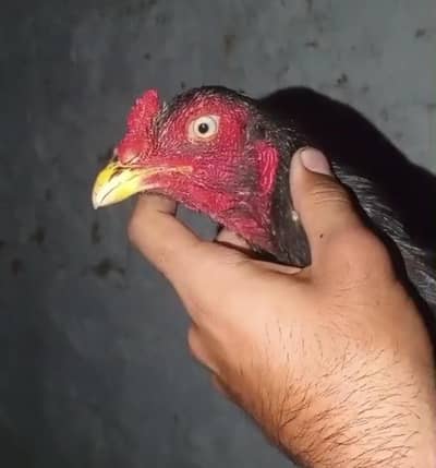 Lasani cross patha for sale
