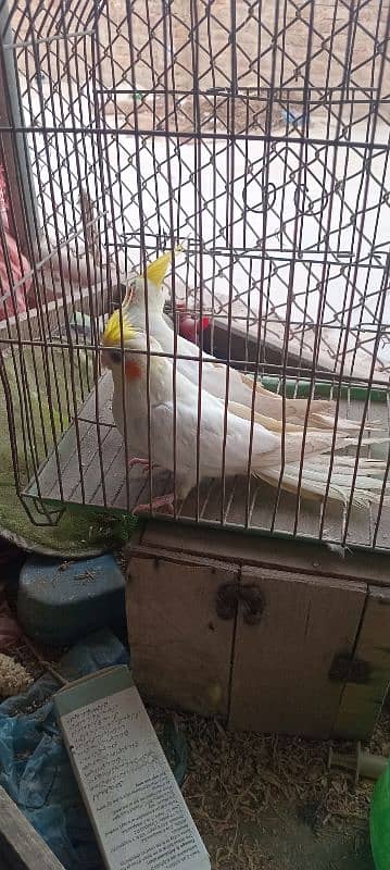 selling cream cocktail