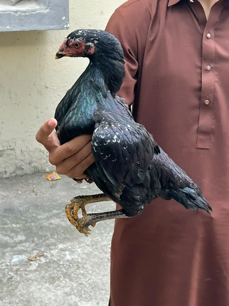 Miawali Aseel — photo 3