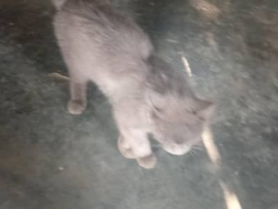 persian cat