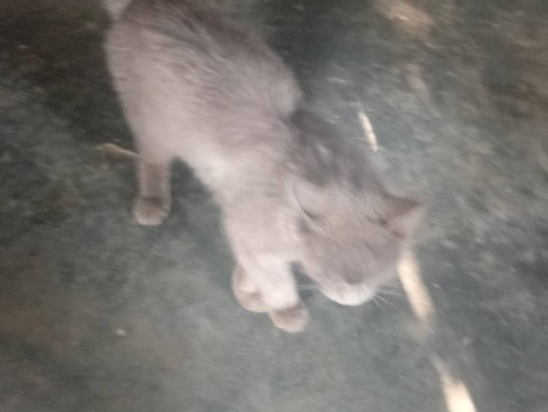 persian cat 0