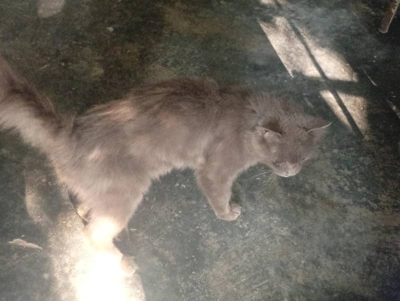 persian cat 1