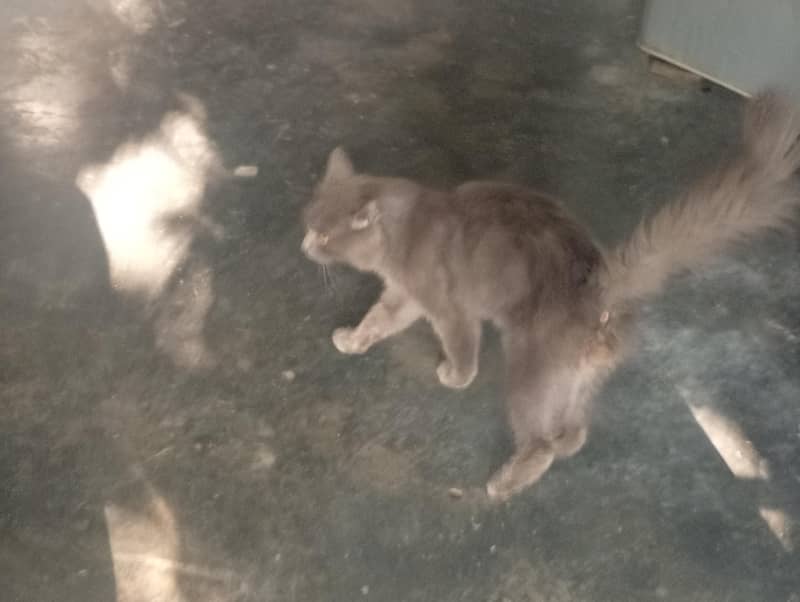 persian cat 2