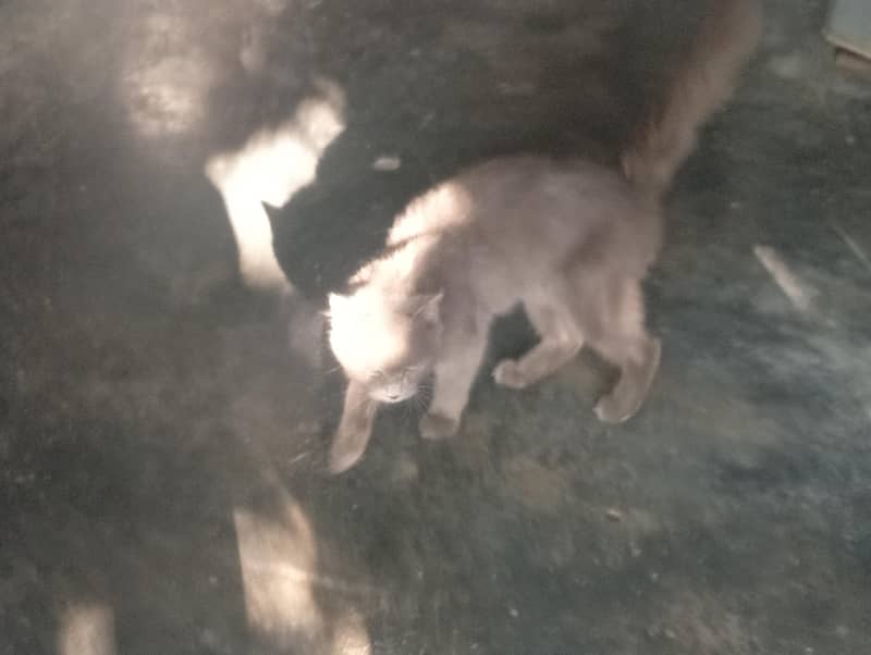 persian cat 3