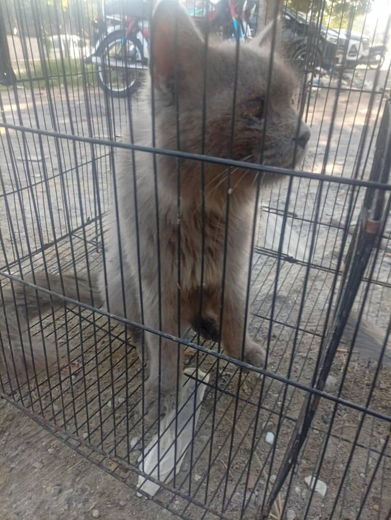 persian cat 4