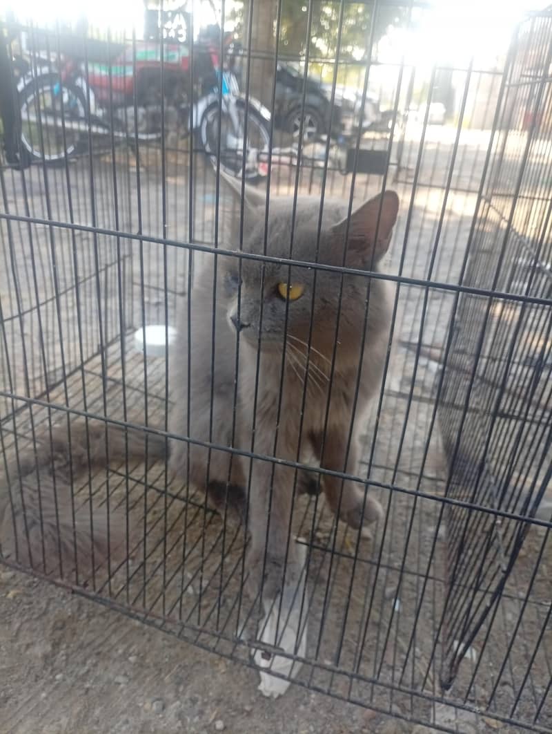 persian cat 5