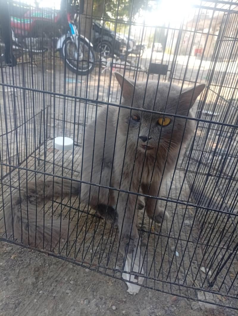 persian cat 6