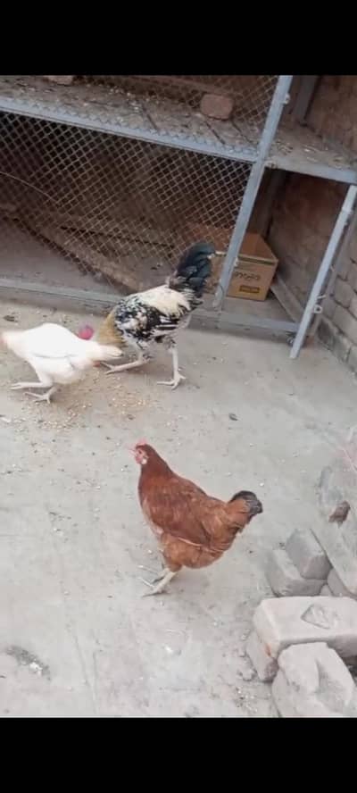 3 female egg laying for sale ur 1 male