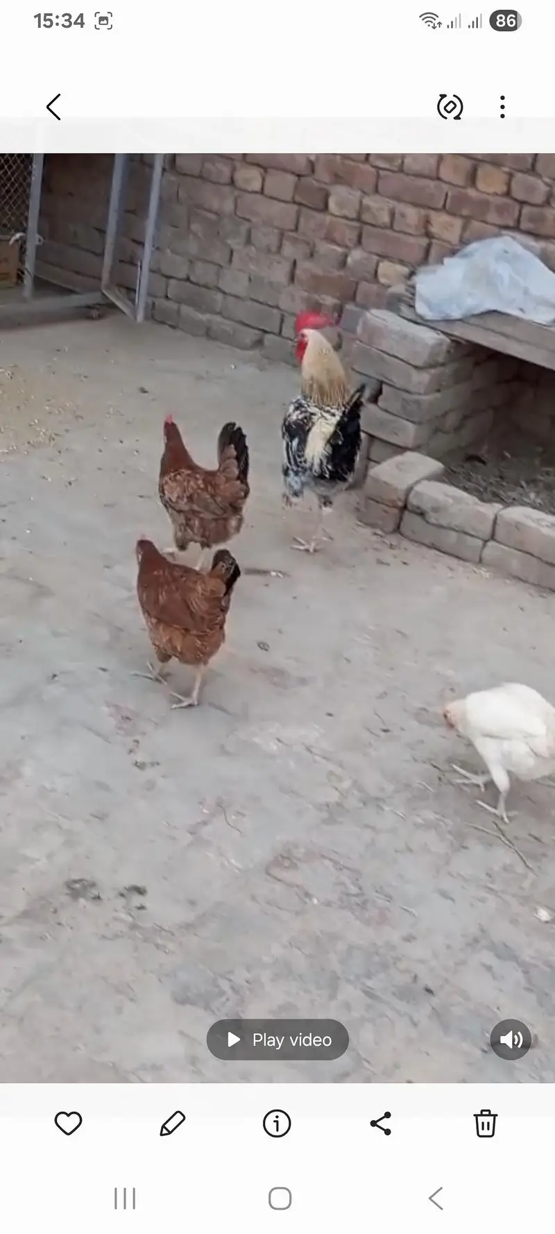 3 female egg laying for sale ur 1 male — photo 2