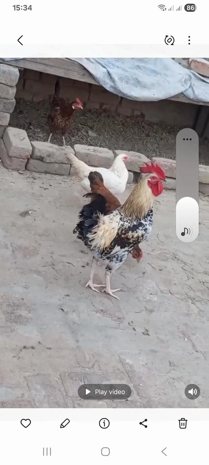 3 female egg laying for sale ur 1 male — photo 3