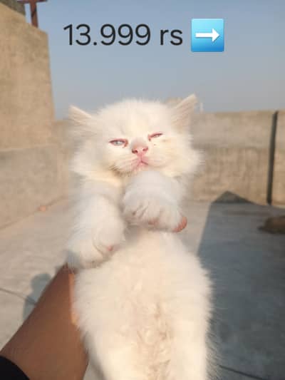 Two cute kittens available