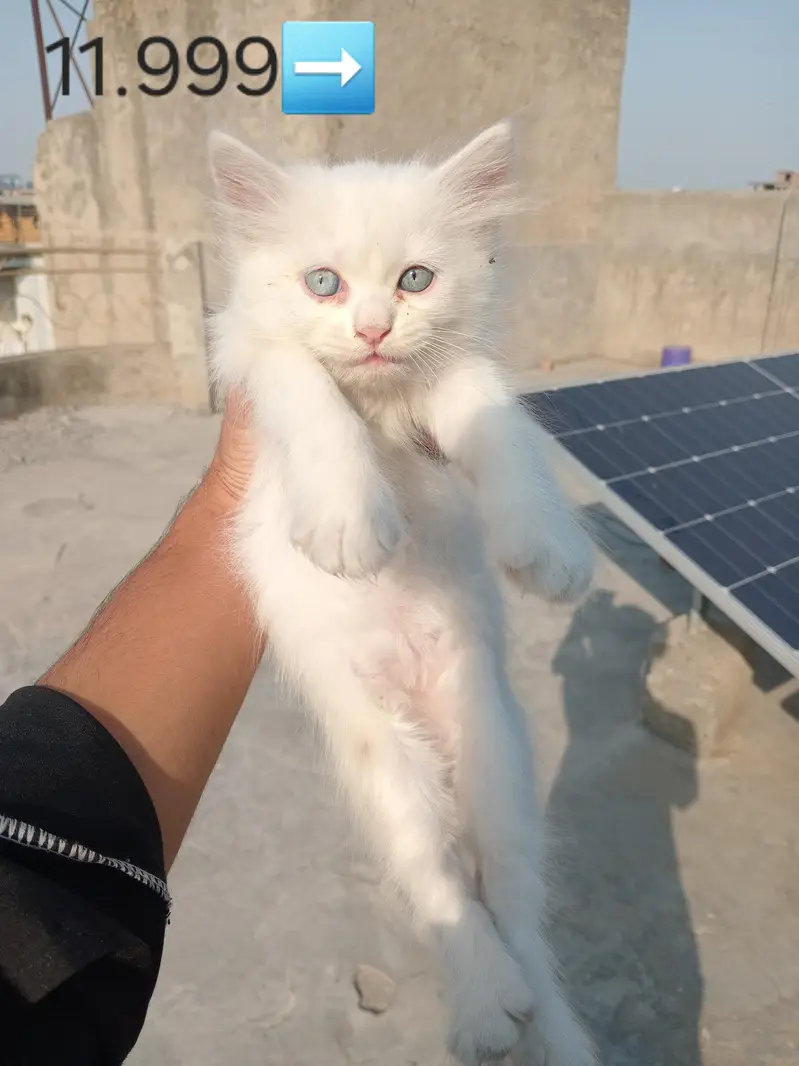 Two cute kittens available — photo 4