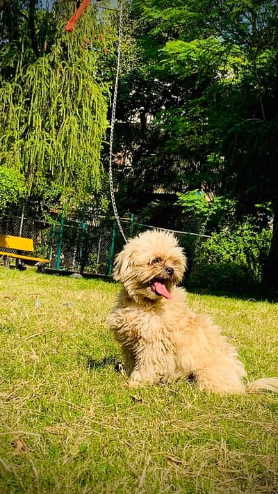Shih Tzu Puppy for Sale – 4 Months Old, Golden Color