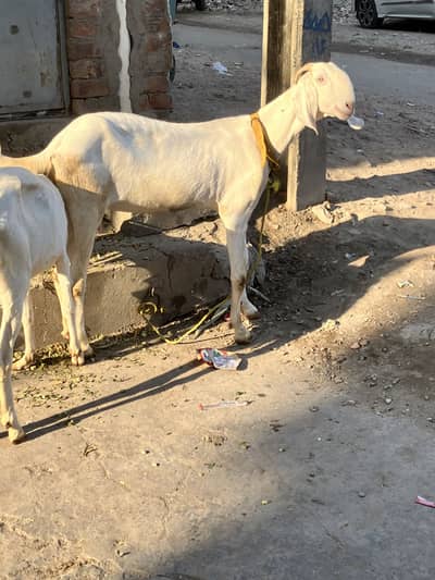 Rajanpuri bakri